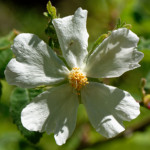 image: Image from the photoset &lsquo;flower (xxviii)&rsquo;.