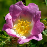 image: Image from the photoset &lsquo;flower (xxviii)&rsquo;.