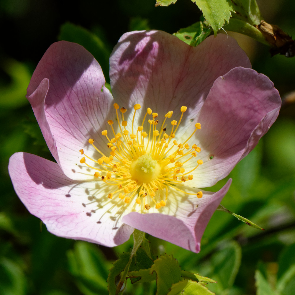 image: This is &lsquo;flower (xxix) 1&rsquo;.