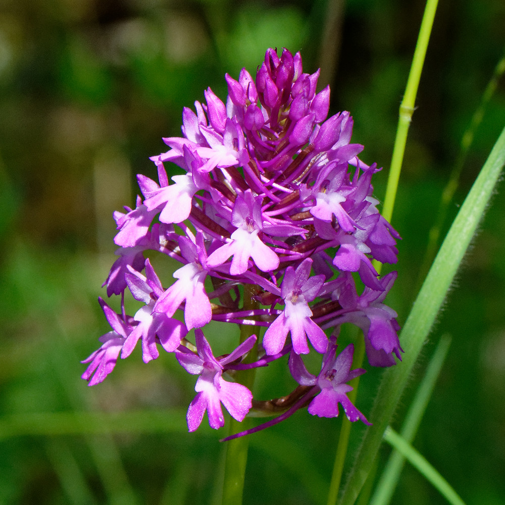 image: This is &lsquo;flower (xxix) 3&rsquo;.