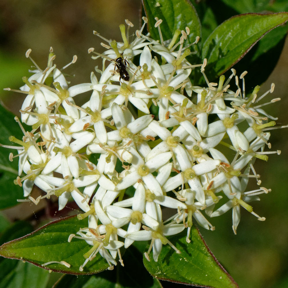 image: This is &lsquo;flower (xxix) &rsquo;.