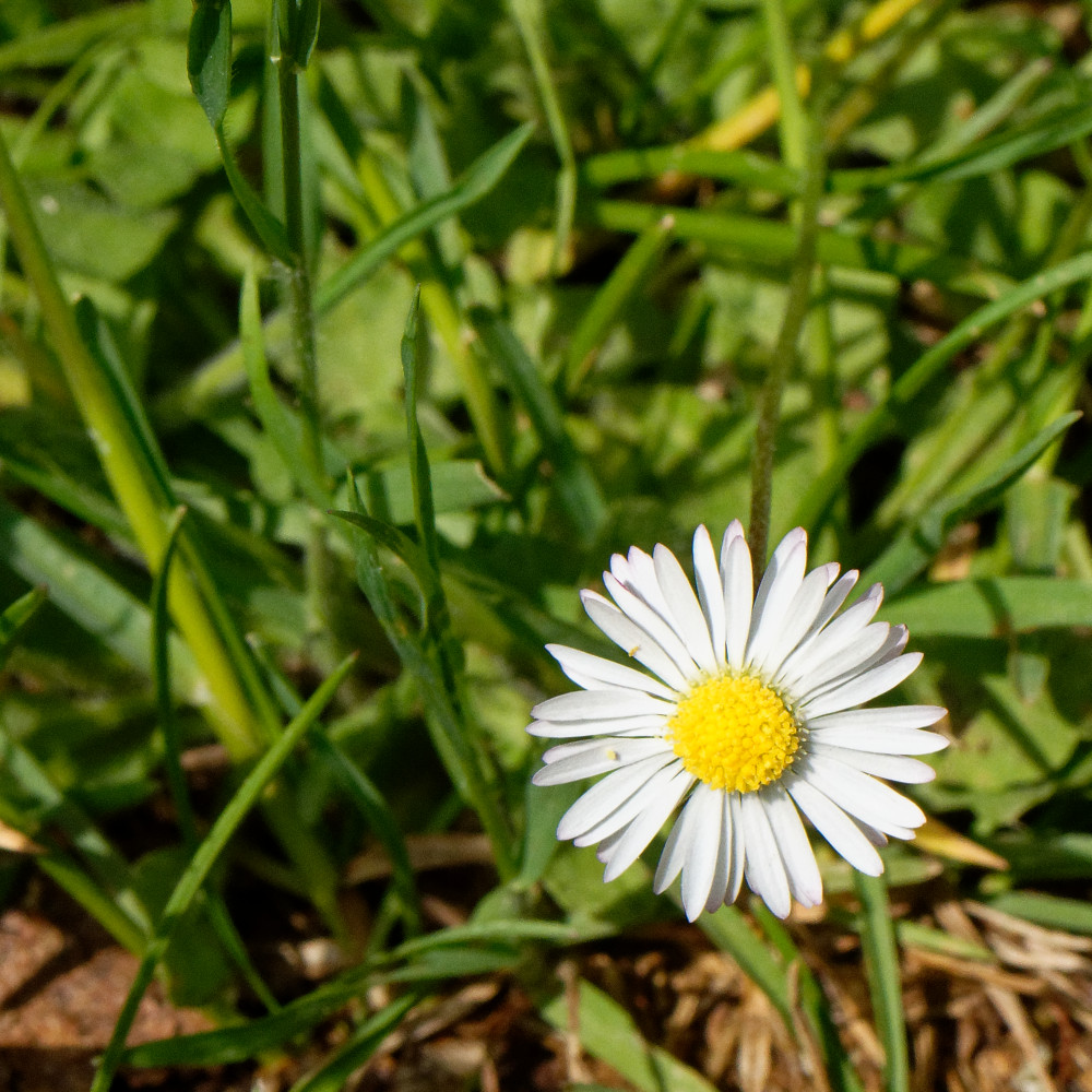 image: This is &lsquo;flower (xxix) 5&rsquo;.