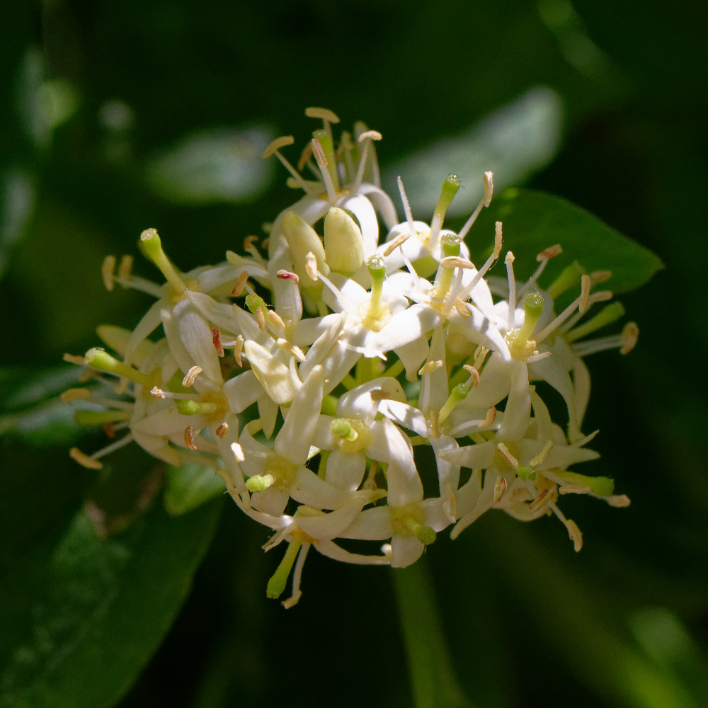 image: This is &lsquo;flower (xxix) 6&rsquo;.