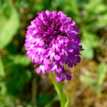 image: Image from the photoset &lsquo;flower (xxix)&rsquo;.