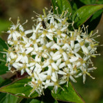 image: Image from the photoset &lsquo;flower (xxix)&rsquo;.