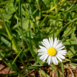 image: Image from the photoset &lsquo;flower (xxix)&rsquo;.