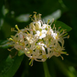 image: Image from the photoset &lsquo;flower (xxix)&rsquo;.