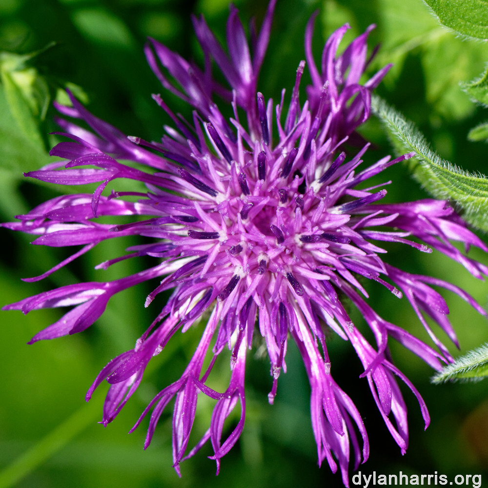 image: This is &lsquo;flower (xxx) 1&rsquo;.