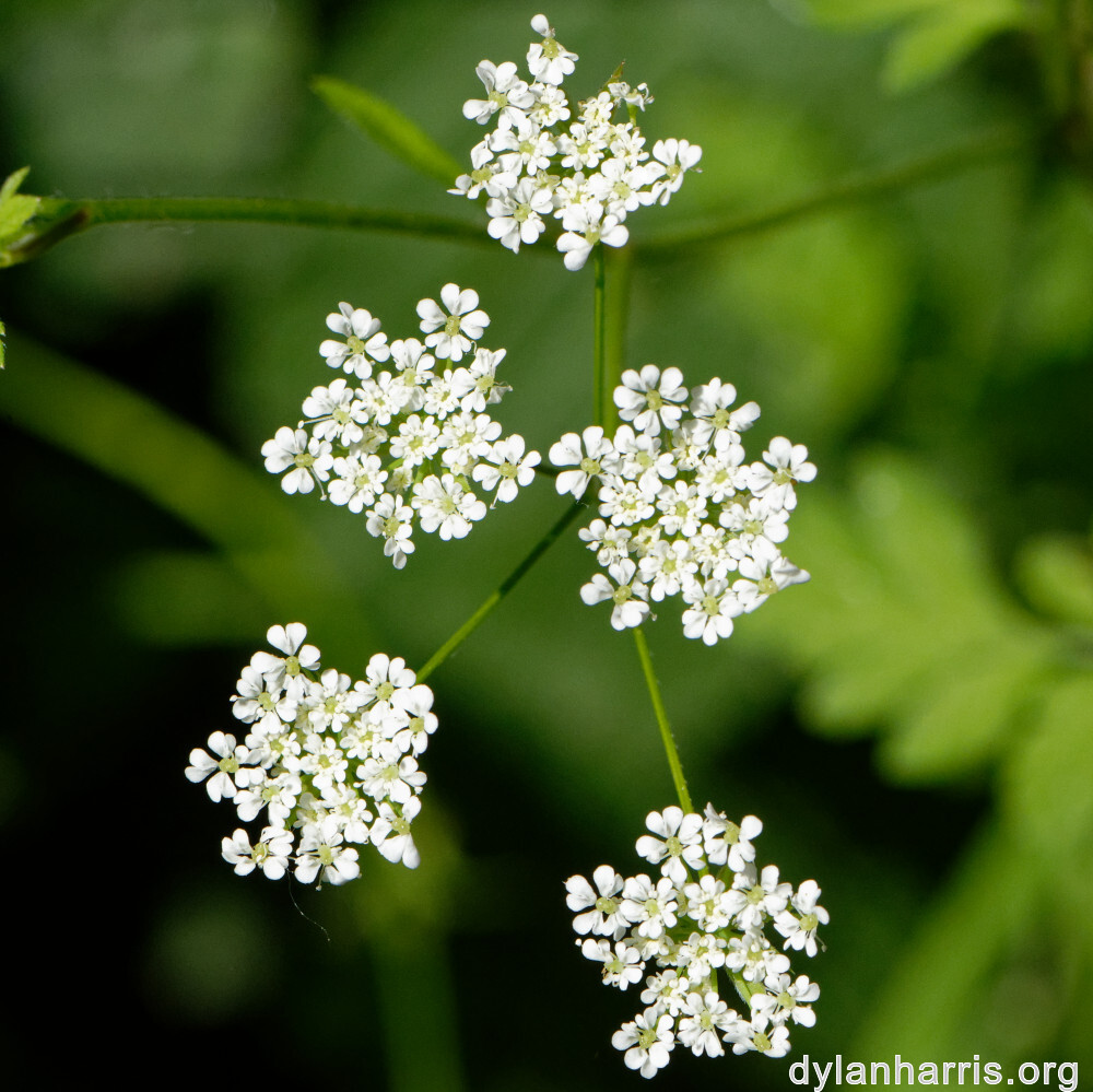 image: This is &lsquo;flower (xxx) 2&rsquo;.