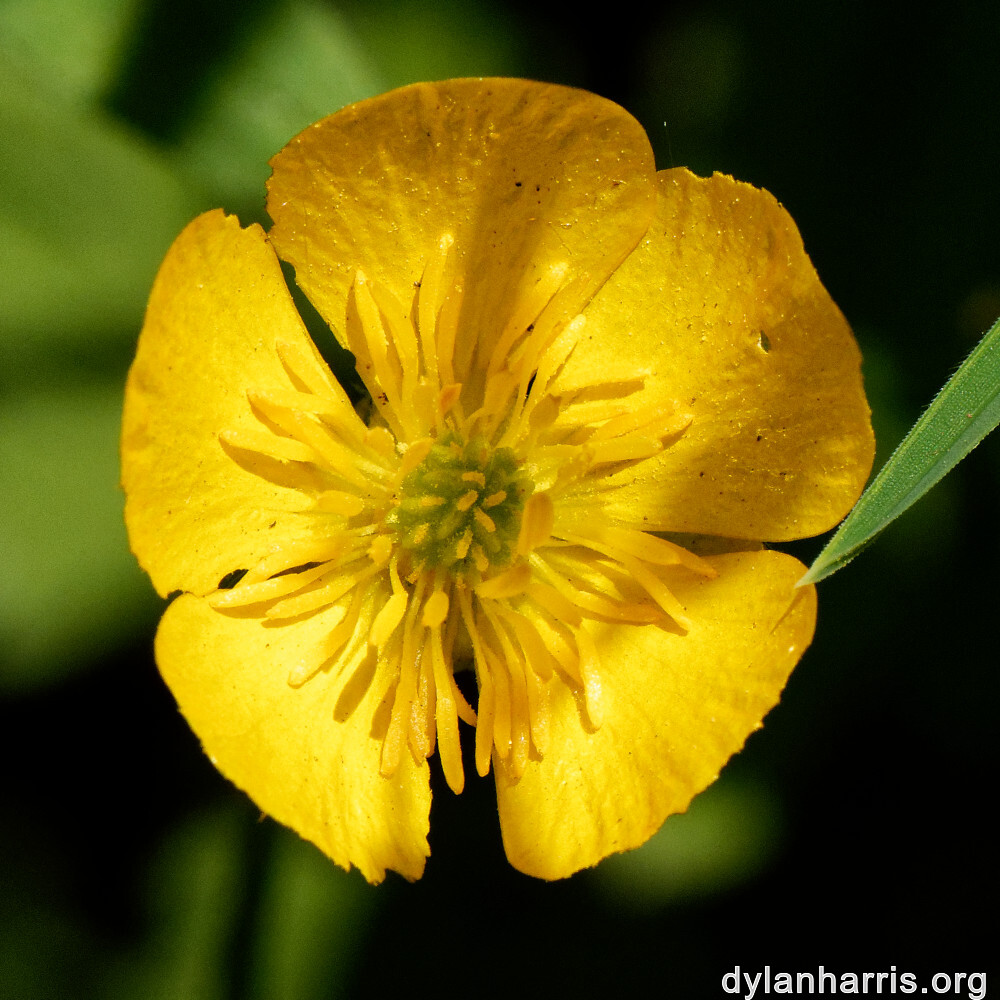 image: This is &lsquo;flower (xxx) 3&rsquo;.