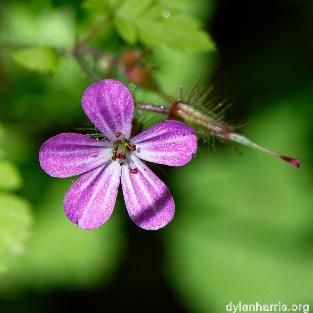 image: This is &lsquo;flower (xxx) &rsquo;.