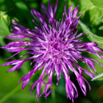 image: wild&nbsp;rose