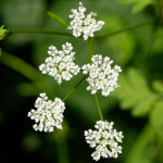 image: Image from the photoset &lsquo;flower (xxx)&rsquo;.