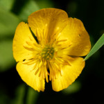 image: Image from the photoset &lsquo;flower (xxx)&rsquo;.