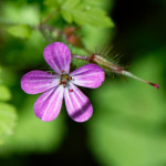 image: Image from the photoset &lsquo;flower (xxx)&rsquo;.