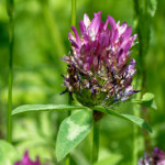 image: Image from the photoset &lsquo;flower (xxx)&rsquo;.