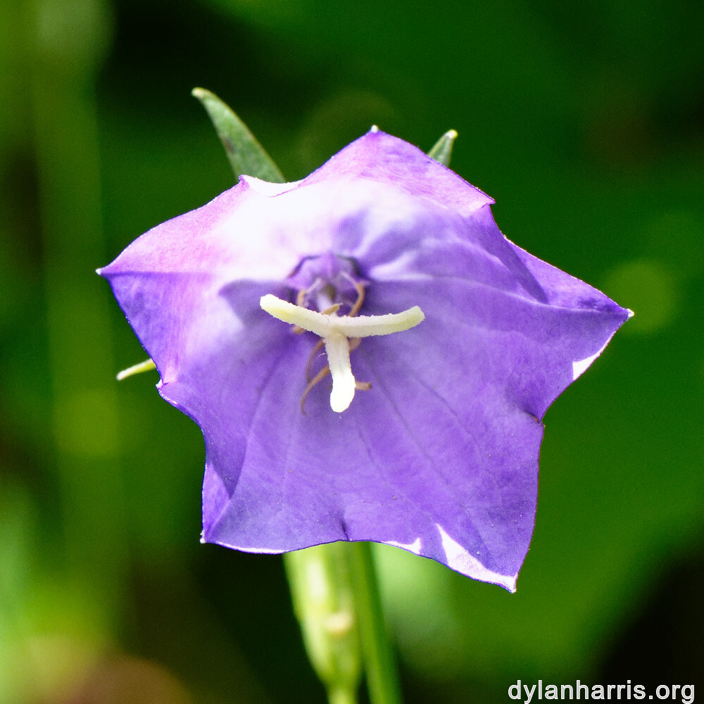 image: This is &lsquo;flower (xxxi) 1&rsquo;.