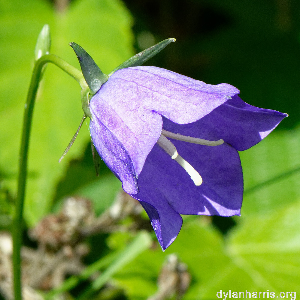 image: This is &lsquo;flower (xxxi) 2&rsquo;.