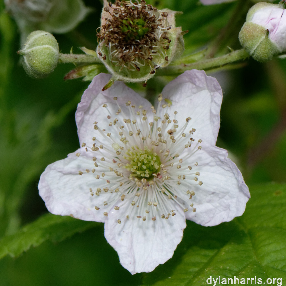 image: This is &lsquo;flower (xxxi) 3&rsquo;.