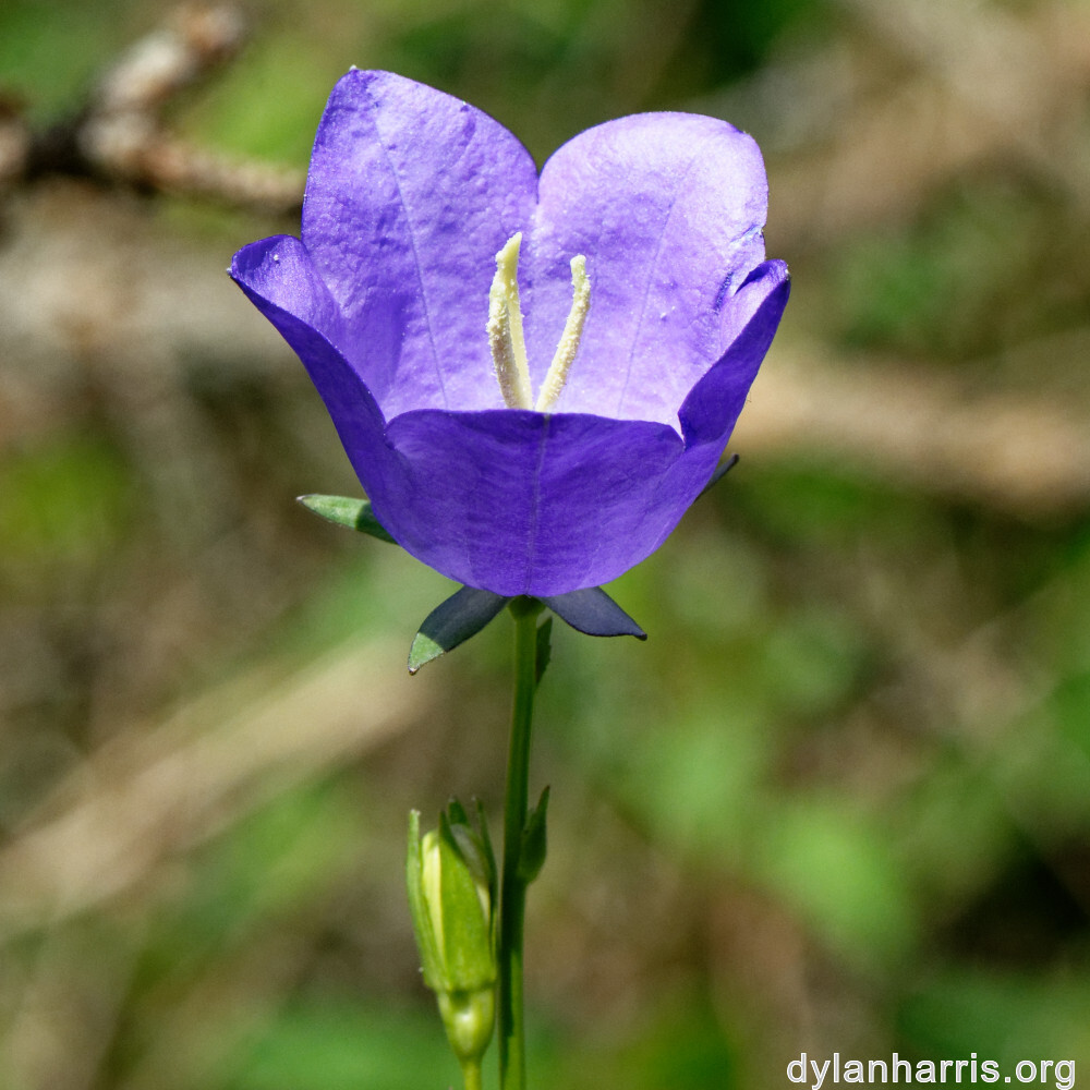 image: This is &lsquo;flower (xxxi) &rsquo;.