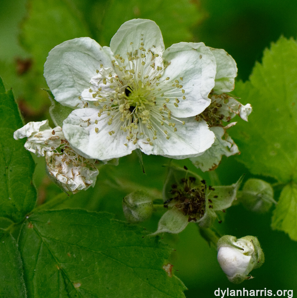 image: This is &lsquo;flower (xxxi) 5&rsquo;.