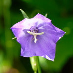 image: Image from the photoset &lsquo;flower (xxxi)&rsquo;.