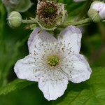 image: Image from the photoset &lsquo;flower (xxxi)&rsquo;.