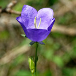 image: Image from the photoset &lsquo;flower (xxxi)&rsquo;.