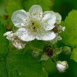 image: Image from the photoset &lsquo;flower (xxxi)&rsquo;.