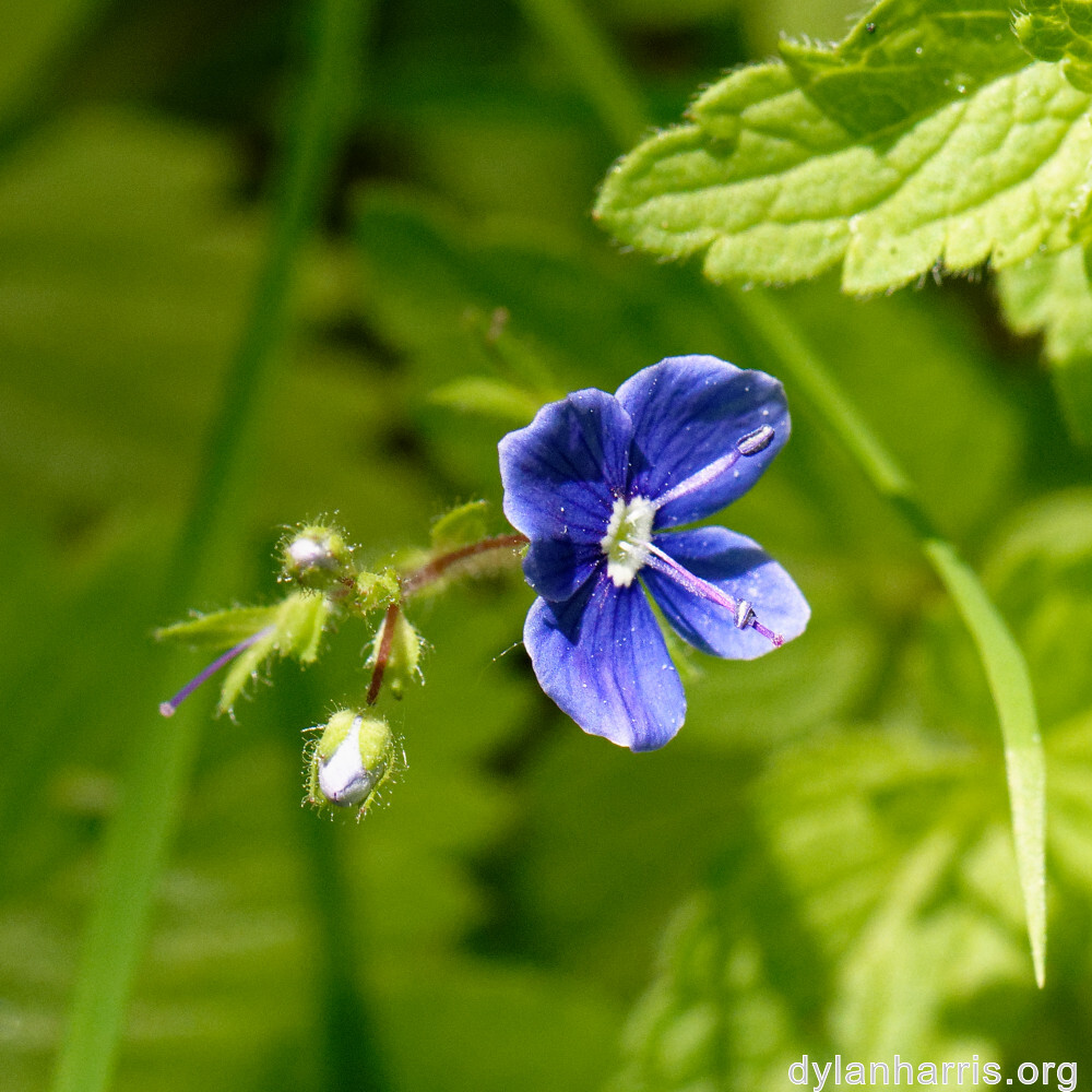 image: This is &lsquo;flower (xxxii) 1&rsquo;.