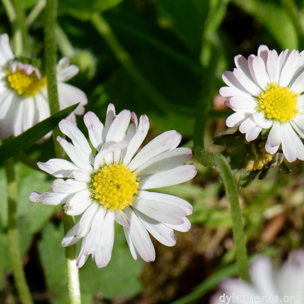 image: This is &lsquo;flower (xxxii) 3&rsquo;.