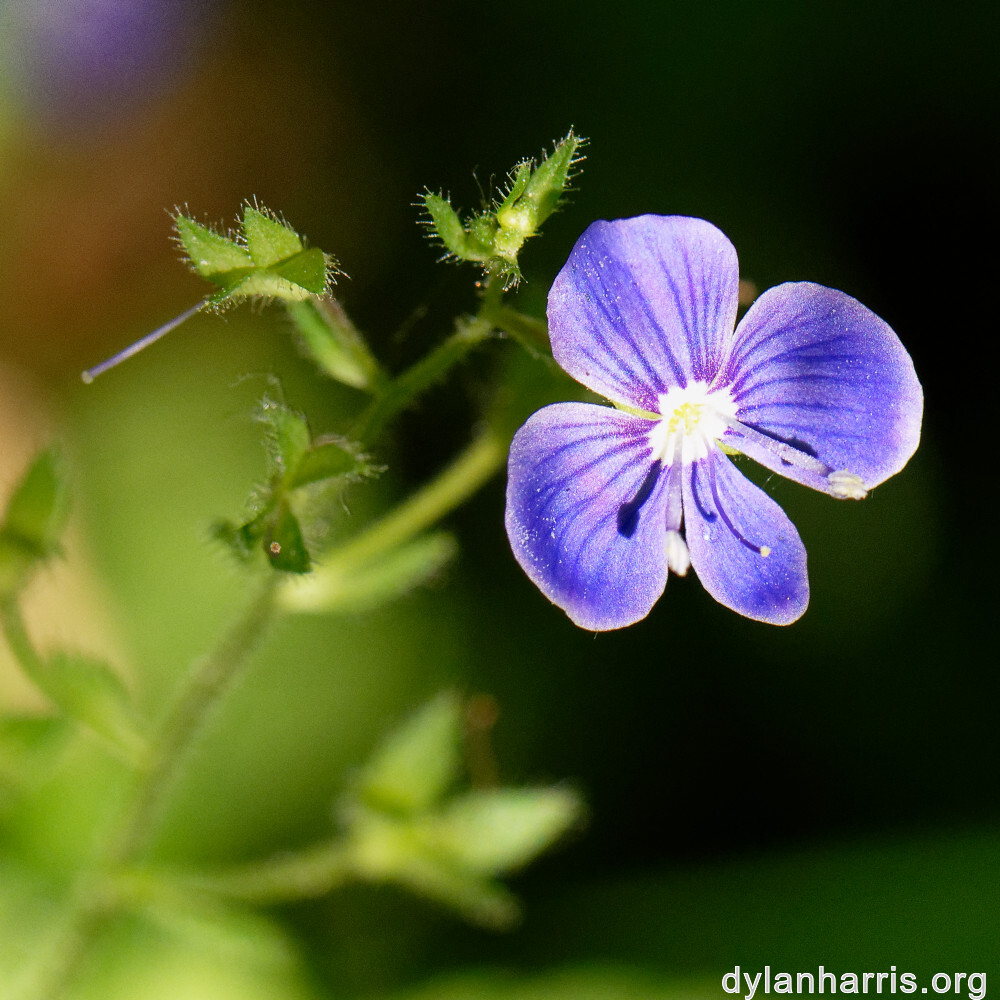 image: This is &lsquo;flower (xxxii) &rsquo;.