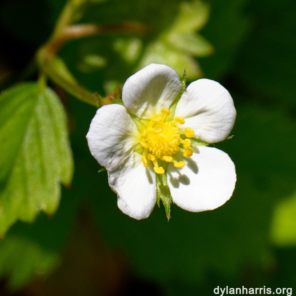 image: This is &lsquo;flower (xxxii) 5&rsquo;.