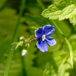 image: Image from the photoset &lsquo;flower (xxxii)&rsquo;.