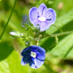 image: Image from the photoset &lsquo;flower (xxxii)&rsquo;.