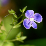 image: Image from the photoset &lsquo;flower (xxxii)&rsquo;.