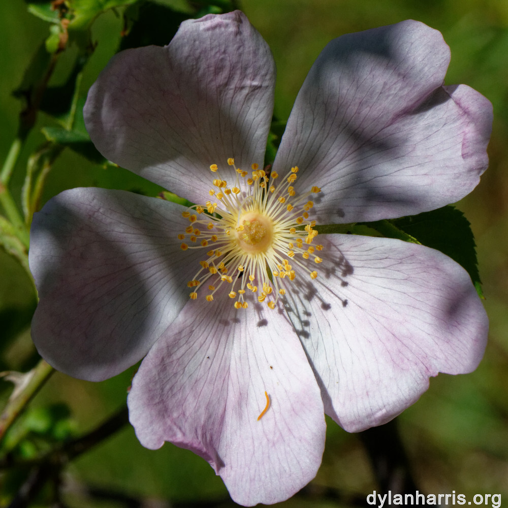 image: This is &lsquo;flower (xxxiii) 1&rsquo;.