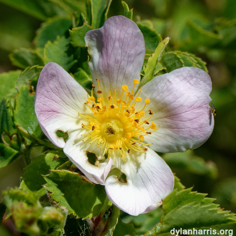 image: This is &lsquo;flower (xxxiii) 2&rsquo;.