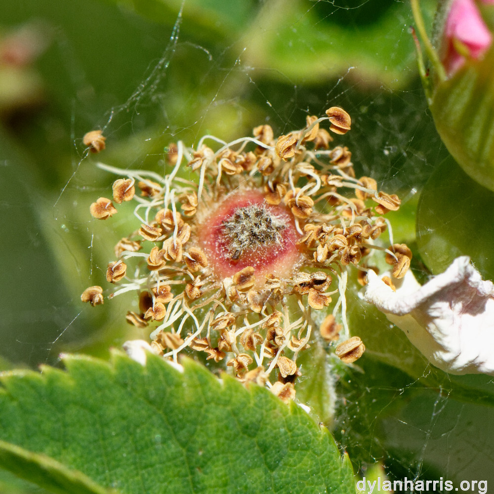 image: This is &lsquo;flower (xxxiii) 3&rsquo;.