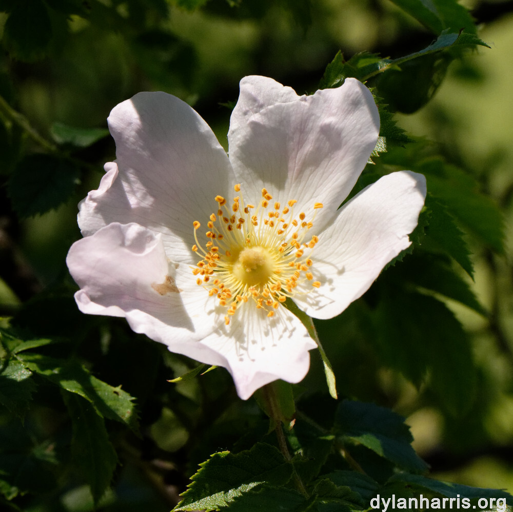 image: This is &lsquo;flower (xxxiii) &rsquo;.