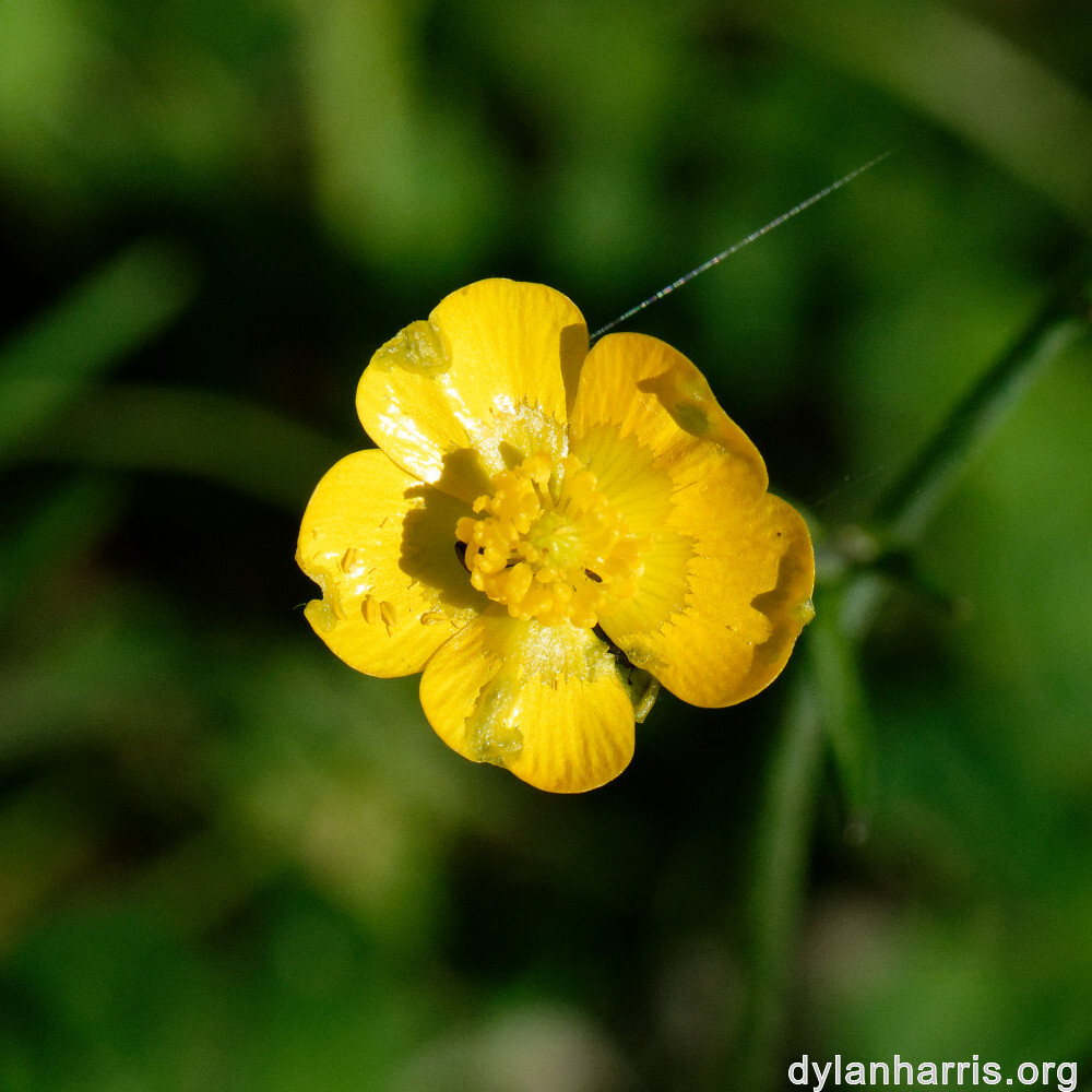 image: This is &lsquo;flower (xxxiii) 5&rsquo;.