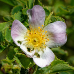 image: Image from the photoset &lsquo;flower (xxxiii)&rsquo;.