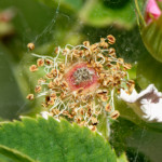 image: Image from the photoset &lsquo;flower (xxxiii)&rsquo;.