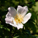 image: Image from the photoset &lsquo;flower (xxxiii)&rsquo;.