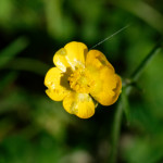 image: Image from the photoset &lsquo;flower (xxxiii)&rsquo;.