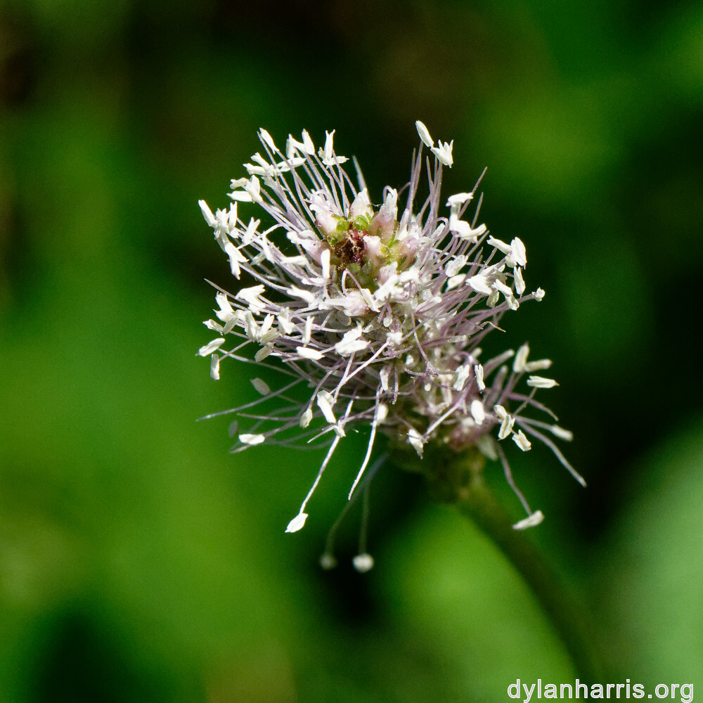 image: This is &lsquo;flower (xxxiv) 1&rsquo;.