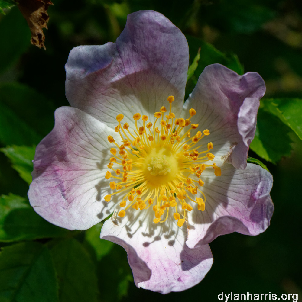 image: This is &lsquo;flower (xxxiv) 2&rsquo;.