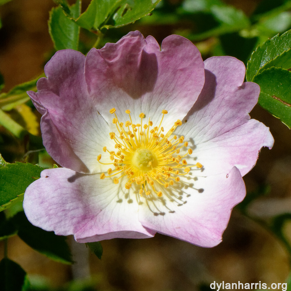 image: This is &lsquo;flower (xxxiv) 3&rsquo;.