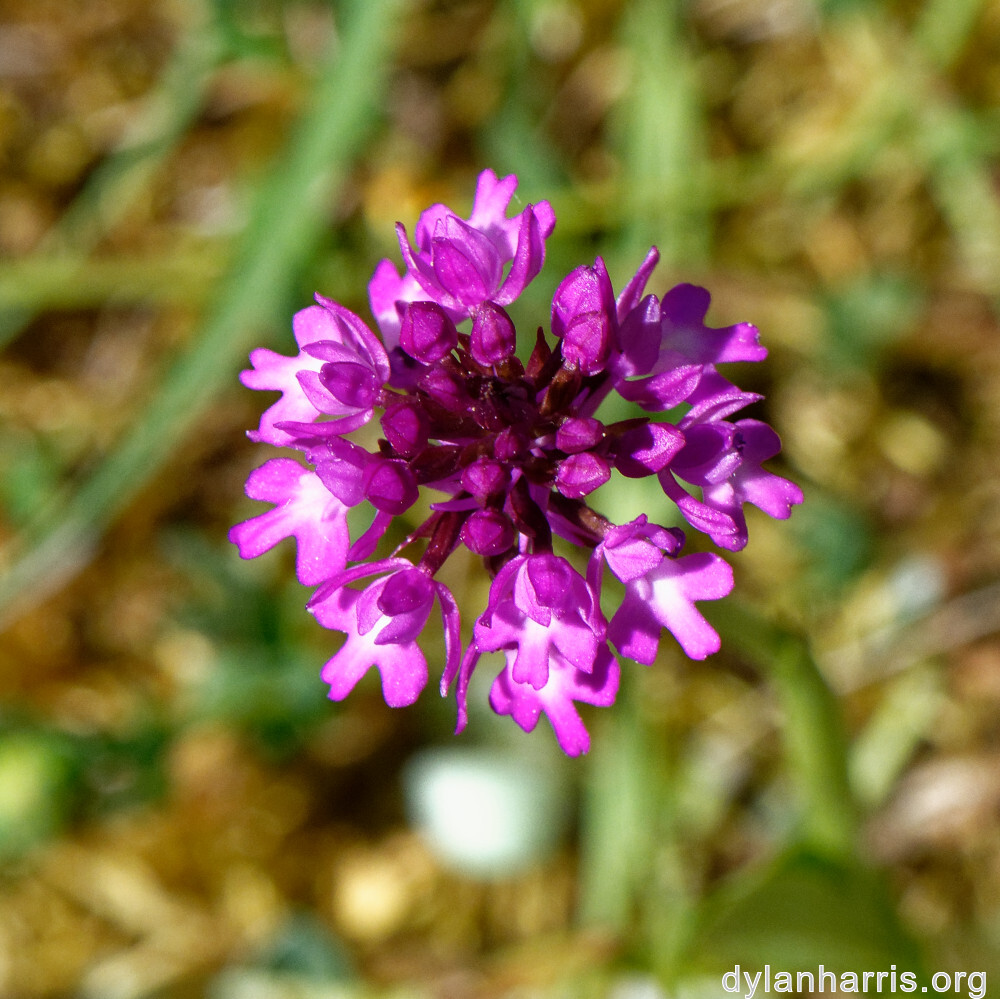 image: This is &lsquo;flower (xxxiv) &rsquo;.