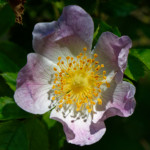 image: Image from the photoset &lsquo;flower (xxxiv)&rsquo;.